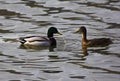 A drake (male) courting a duck