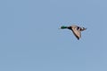 A drake / male Mallad duck, Anas platyrhynchos, in flight. Royalty Free Stock Photo