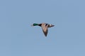 A drake / male Mallard duck, Anas platyrhynchos. Royalty Free Stock Photo