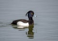 Drake Tufted Duck - Aythya fuligula swimming on a pool. Royalty Free Stock Photo