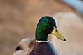 Drake. Male wild duck. Royalty Free Stock Photo