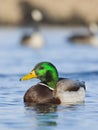 Drake Mallard Royalty Free Stock Photo