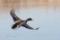 Drake Mallard Royalty Free Stock Photo