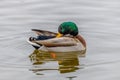 Drake Mallard (Anas platyrhynchos) duck on open water preening feathers during winter. Royalty Free Stock Photo