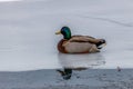 Drake Mallard (Anas platyrhynchos) duck sitting on the ice during winter. Royalty Free Stock Photo
