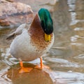 Drake Mallard (Anas platyrhynchos) duck standing on a submerged rock under water preening feathers during winter. Royalty Free Stock Photo