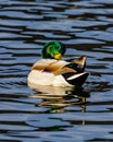 Drake Mallard (Anas platyrhynchos) on open water during winter preening its feathers. Royalty Free Stock Photo