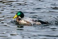 Drake Mallard (Anas platyrhynchos) on open water during winter preening its feathers. Royalty Free Stock Photo