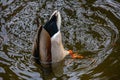 Drake Mallard Bottom`s Up Royalty Free Stock Photo