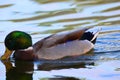 Drake Mallard Drinking water Royalty Free Stock Photo