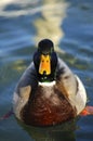 Drake, Mallard Duck Royalty Free Stock Photo