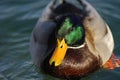 Drake, Mallard Duck Royalty Free Stock Photo