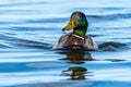 A drake mallard duck, Anas platyrhynchos, swims in Lake Michigan at Grand Haven, Michigan