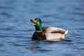 A Drake Mallard Duck Quacking on a blue lake in Winter