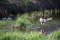 A drake mallard duck coming in for a landing Royalty Free Stock Photo