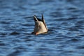 Drake Mallard Duck feeding on a Winter Lake Royalty Free Stock Photo