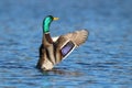 Purple Flash on a Mallard`s Wing