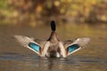 Drake Mallard Duck Flaps it`s Wings in Fall Royalty Free Stock Photo