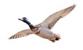 Drake of mallard duck in flight isolated on white Royalty Free Stock Photo