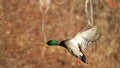 Drake Mallard Duck Flying in Fall Royalty Free Stock Photo