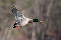 A Drake Mallard Duck Flying in Winter Royalty Free Stock Photo