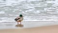 Drake mallard duck standing on coastline of Baltic Sea Royalty Free Stock Photo