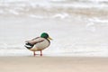Drake mallard duck standing on coastline of Baltic Sea Royalty Free Stock Photo