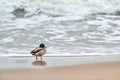 Drake mallard duck standing on coastline of Baltic Sea Royalty Free Stock Photo