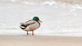 Drake mallard duck standing on coastline of Baltic Sea Royalty Free Stock Photo