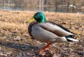 Drake mallard Duck standing on the grass next to a pond. Royalty Free Stock Photo