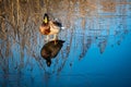 Drake mallard duck standing on lake ice Royalty Free Stock Photo