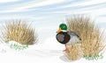 Drake mallard duck stands on the snow near young spring greenery and dry grass. Anas platyrhynchos.