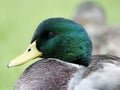 Drake Mallard Duck Waterfowl Royalty Free Stock Photo