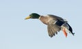 Drake Mallard In FLight