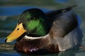 Drake mallard floats on blue water Royalty Free Stock Photo