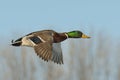 Drake Mallard Royalty Free Stock Photo