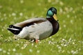 Drake mallard on grass Royalty Free Stock Photo