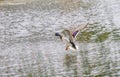 Drake Mallard Landing flight Royalty Free Stock Photo