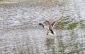 Drake Mallard Landing flight