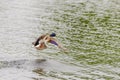 Drake Mallard Landing flight Royalty Free Stock Photo