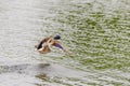 Drake Mallard Landing flight