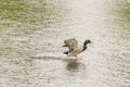 Drake Mallard Landing flight