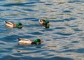 Drake Mallard male ducks in blue water Royalty Free Stock Photo