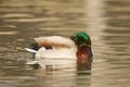Drake Mallard Resting Royalty Free Stock Photo