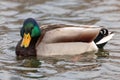 Drake Mallard Resting in the Water Royalty Free Stock Photo