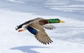 Drake Mallard with Shadow Royalty Free Stock Photo