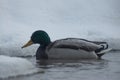 Drake mallard swims in water of river Royalty Free Stock Photo