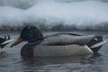 Drake mallard swims in water of river Royalty Free Stock Photo