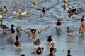 Drake Mallards landing on an icy pond Royalty Free Stock Photo