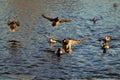 Drake Mallards landing on an icy pond Royalty Free Stock Photo
